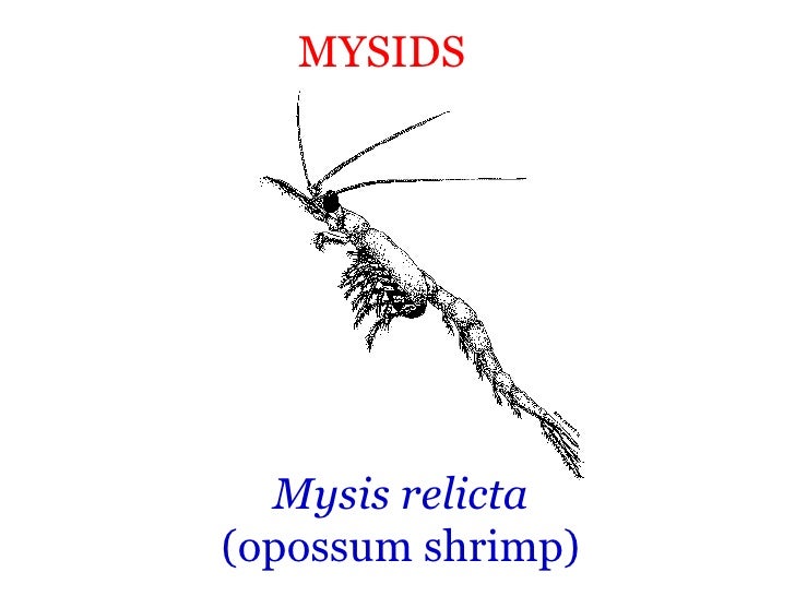 mysid shrimp aquarium possums